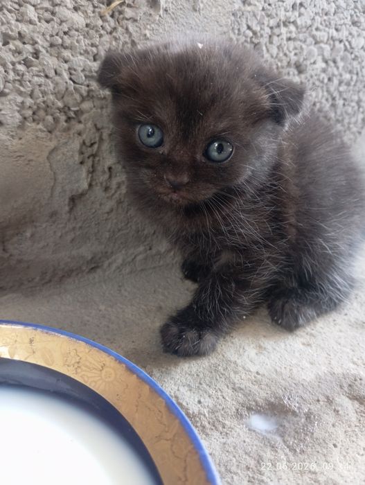 Котята вислоухие