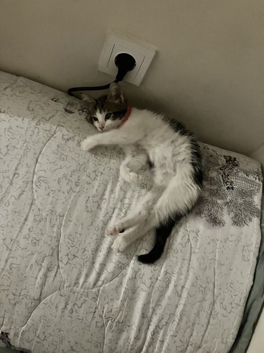Отдам в хорошие руки котёнка