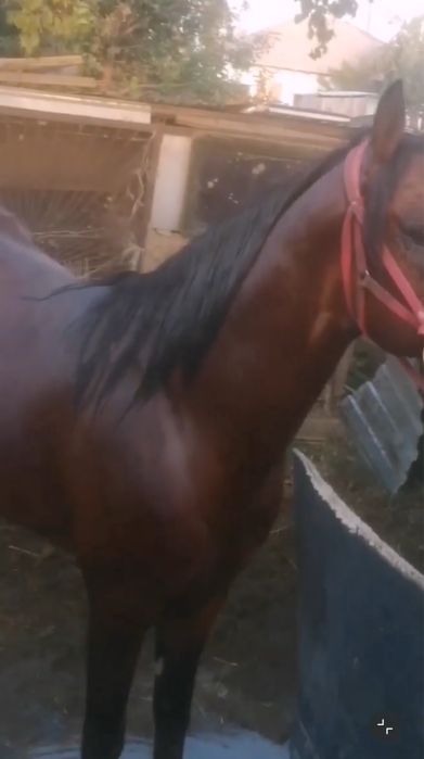 Бапталған айғыр,жылқы