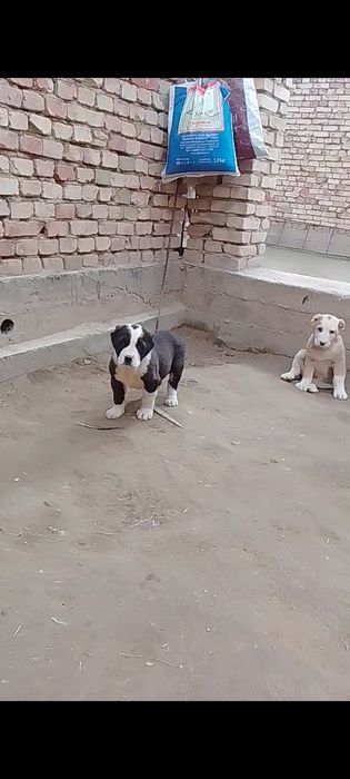 Алабайлар сотилади