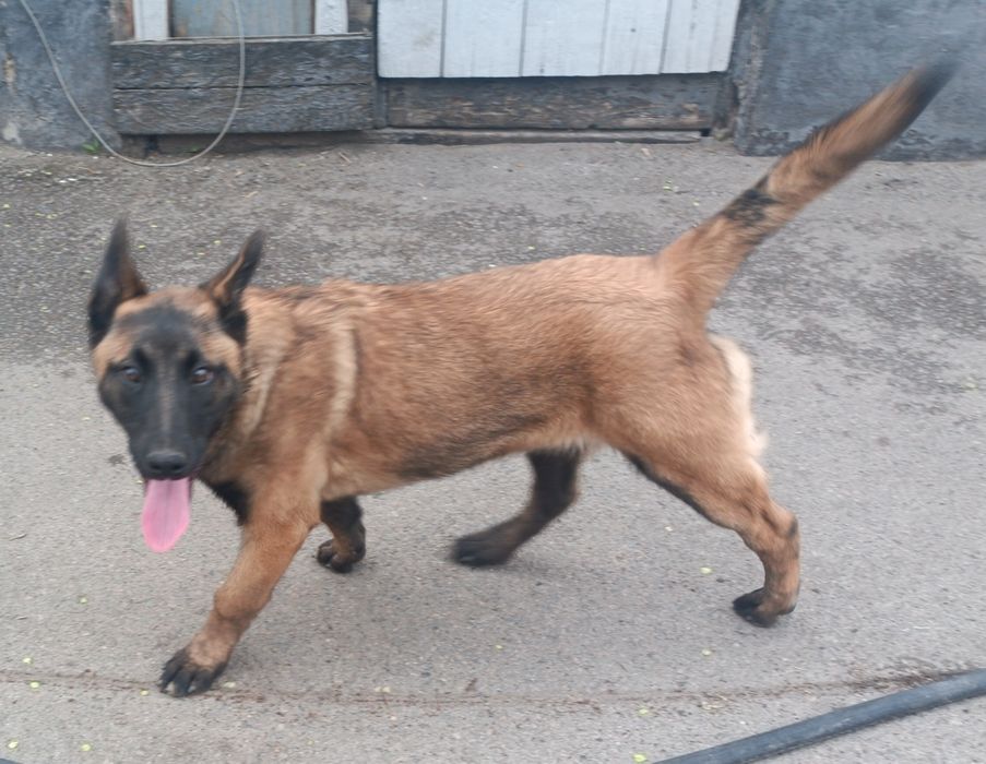 Щенки Бельгиской овчарки МАЛИНУА