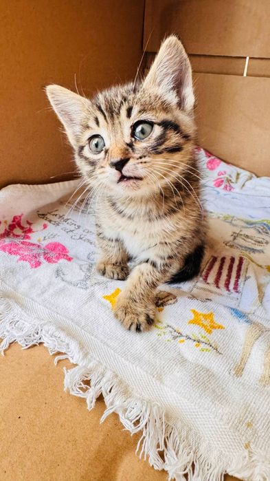Котенок в Дар только в Ташкент
