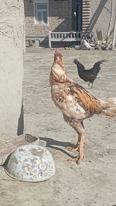 Kulangi xòroz sotiladi