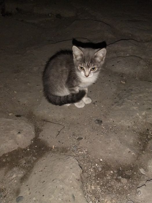 Отдам котят даром