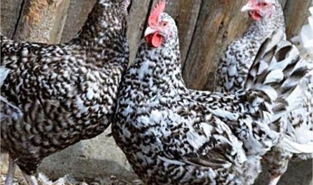 Пушкинские цыплята