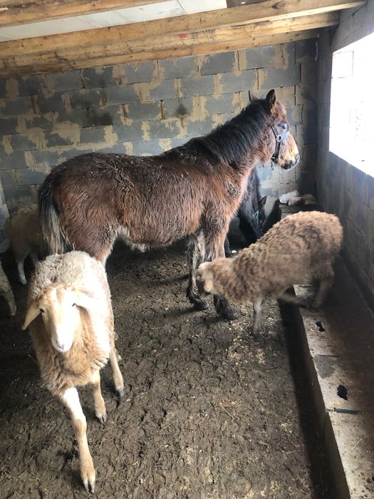 Жабағылар сатылады