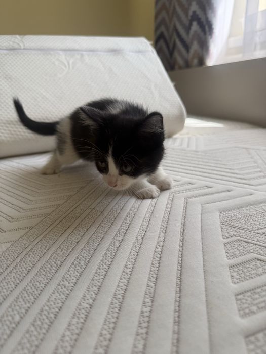 Отдам котят в хорошие руки, все девочки