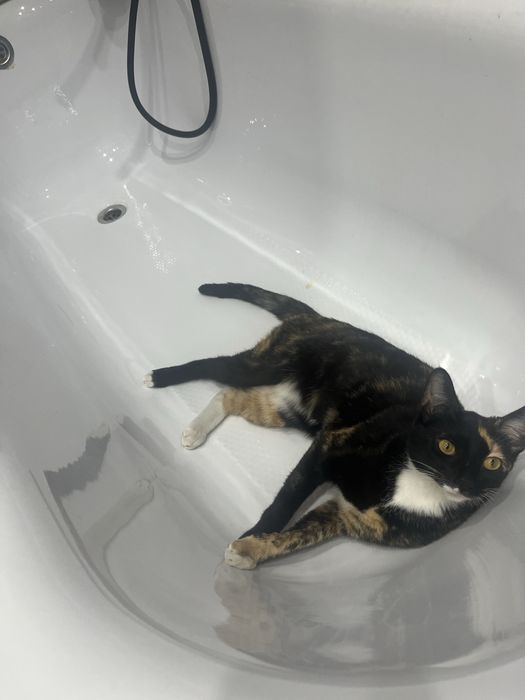 кошку в добрые руки