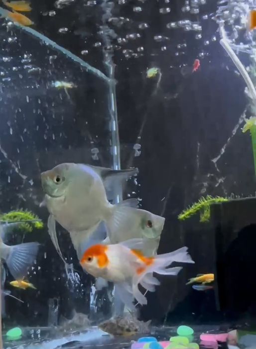 Акварим 250литр комплекте все