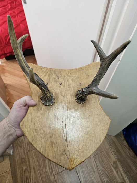 Ornament coarne de cerb