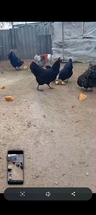 Ouă pentru  incubat  australorp