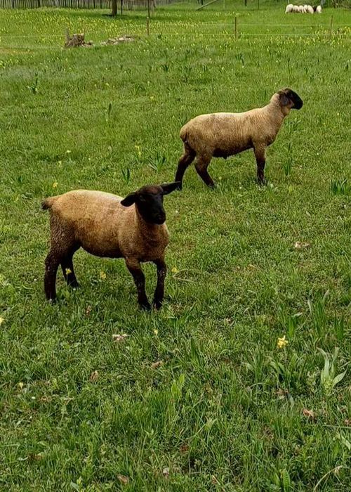 Berbecuti Suffolk