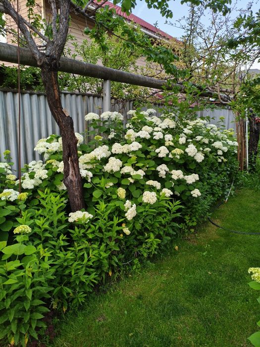 Гортензии Анабэль