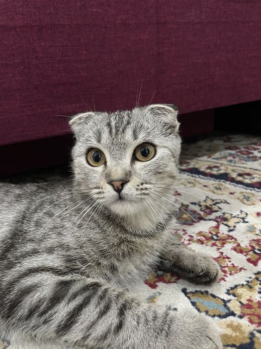 Отдам кота в добрые руки.