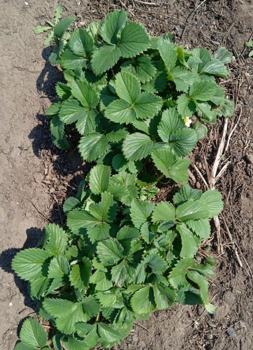 Расада клубники 70 тг