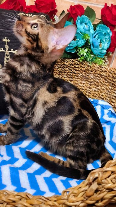 Шикарные Бенгальские детки