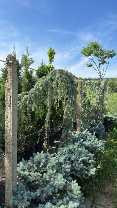 Фотиния,спирали и туй!