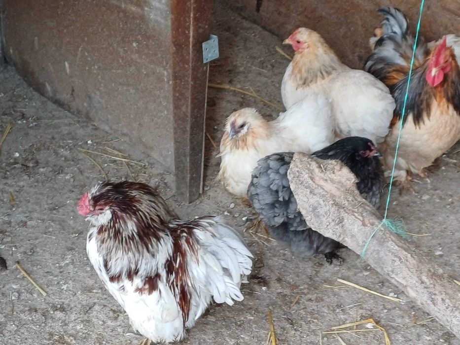 vand gaini si cocosi cochinchina pitic 2025