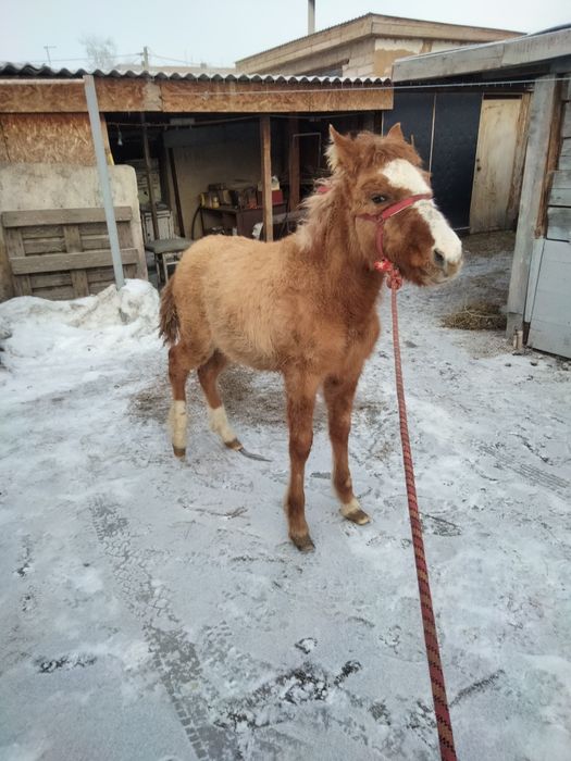 Жабагы ургашшы, продам