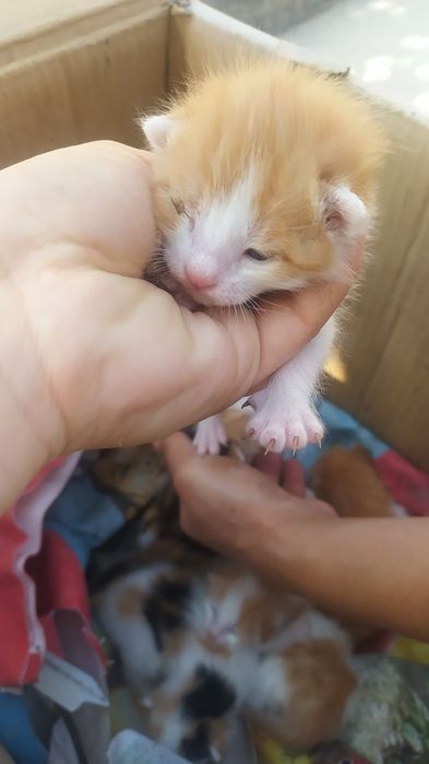 Mushuk bolalari va mushuk sotiladi