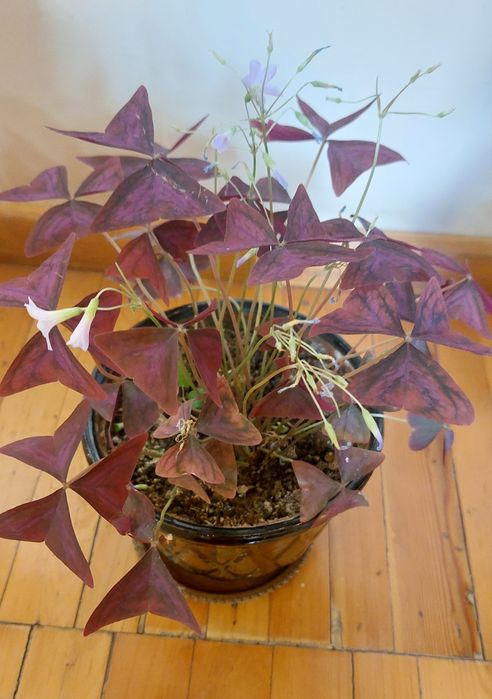 Цветок Батерфлей -бабочкаа