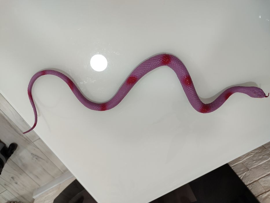 Игрушка змея длинная