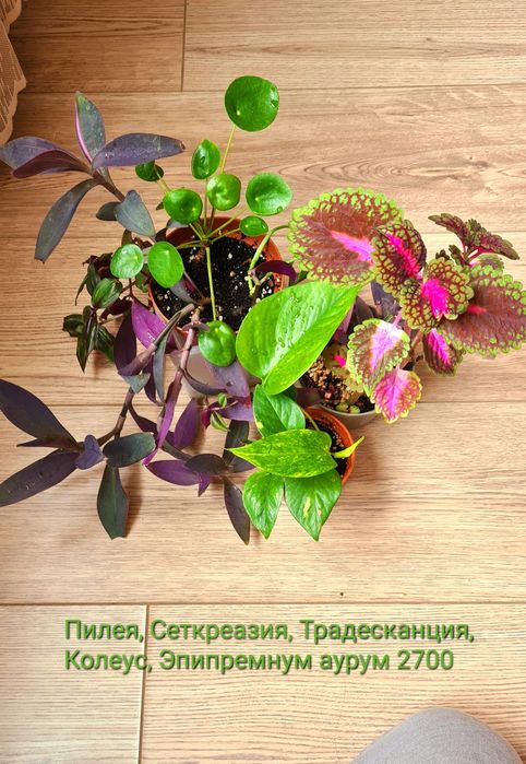 РАЗНЫЕ черенки Аихризон Колеус
