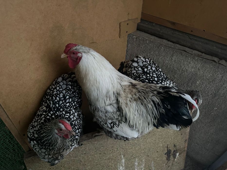 Продам виандотов