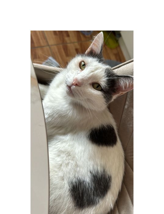 Отдаем Костю в добрые руки
