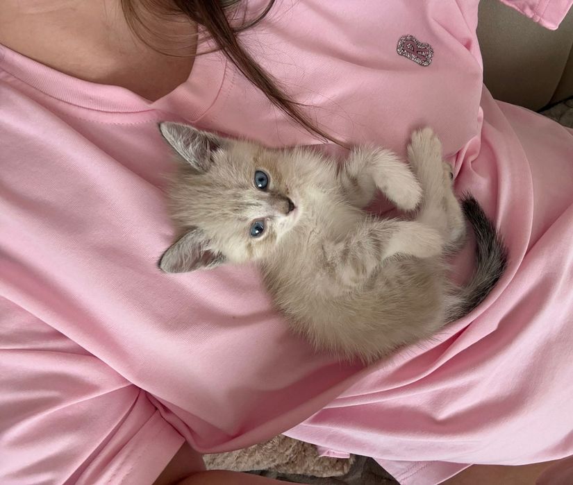 Отдам котенка в хорошие руки