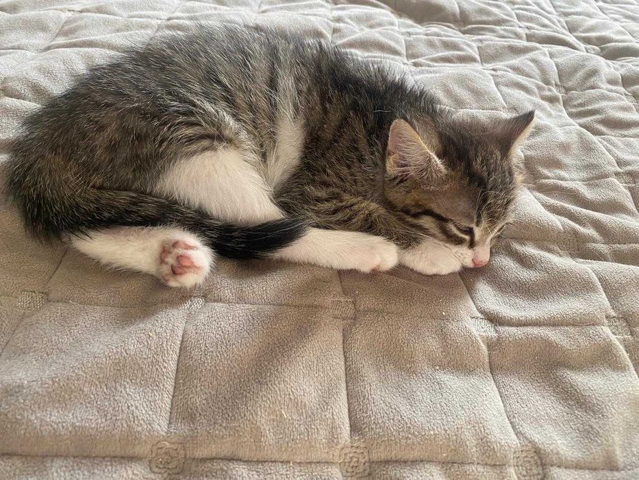 Котята. Отдам в добрые руки.
