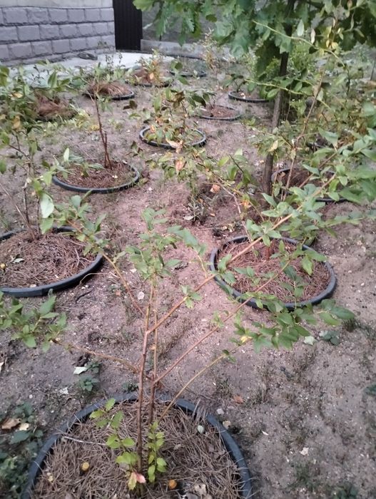 Продам кусты голубики