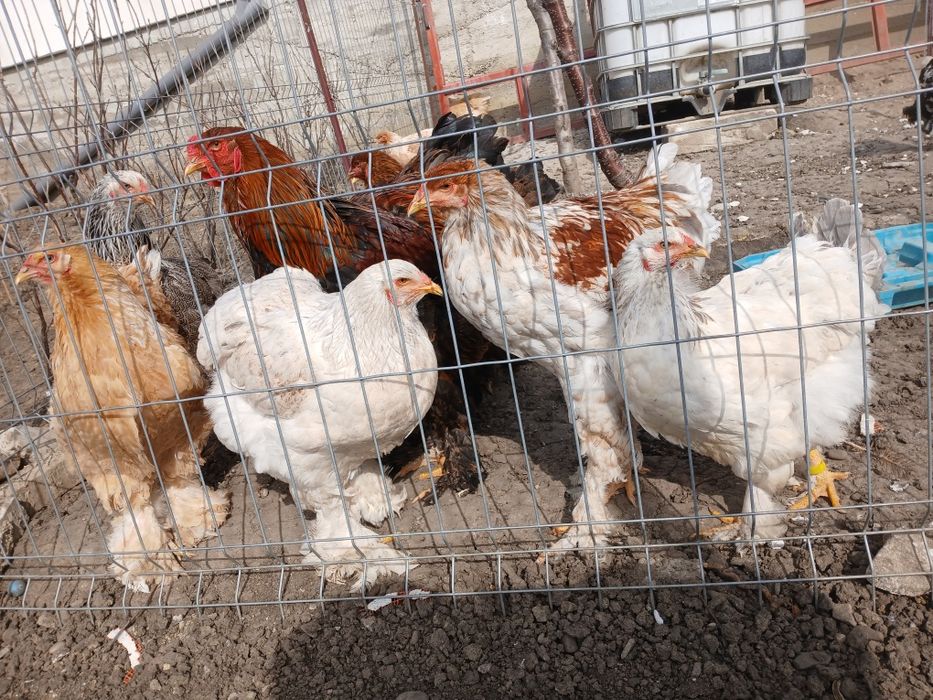 Disponibil pui de rasă, Araucana  și Ameaucana ,și ouă .