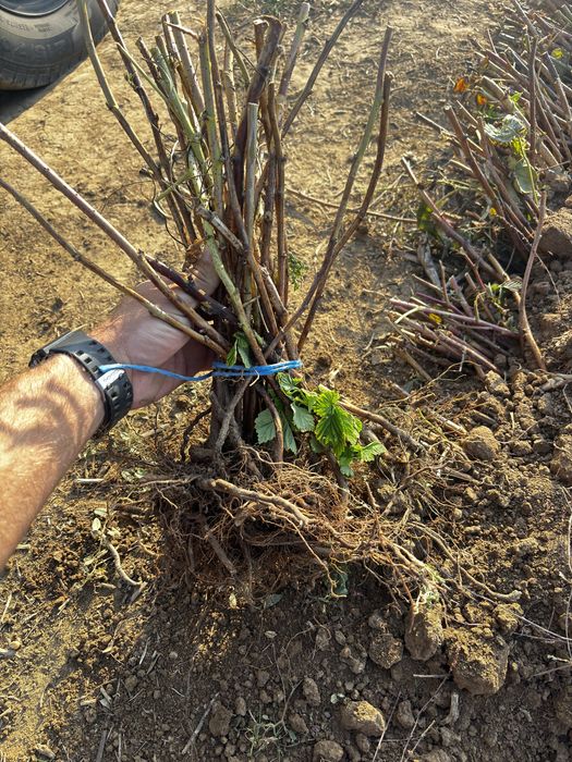 Елитен разсад малини и къпини.