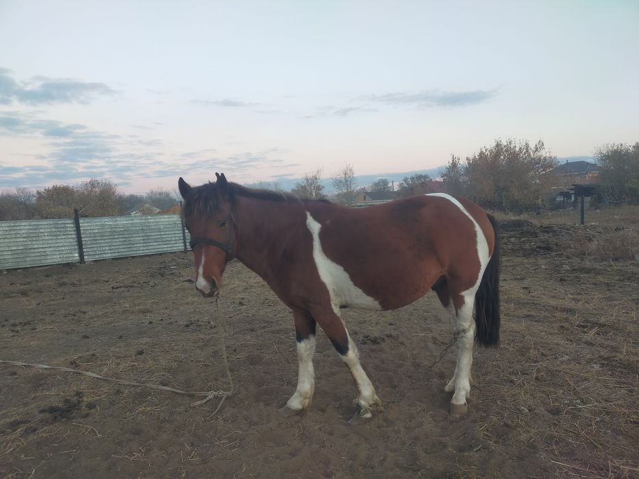 Бес жасар айғыр сатылады