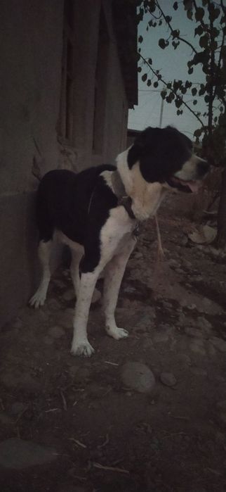 Алабаи,молодой,спабкоиныи.здоровый,бойцовой.молодой,собака.договорная