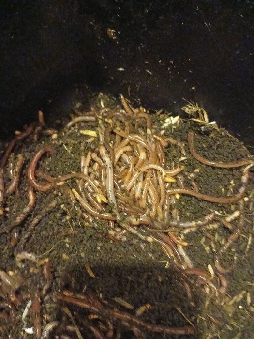 Земен червей за риболов жилав издържлив за мирни риби 20 25 броя черве