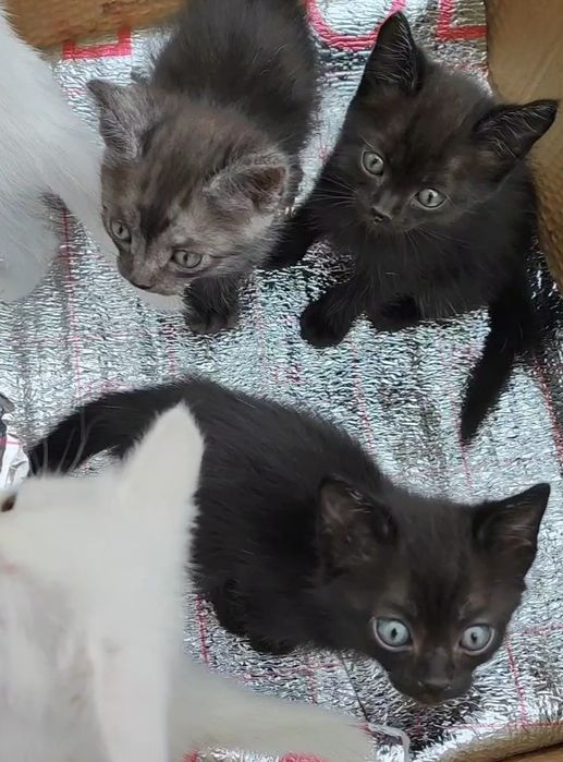котята для радости и любви