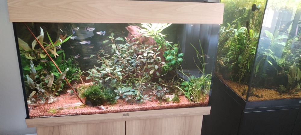 Vând 2 acvarii juwel Rio 120 și 125!