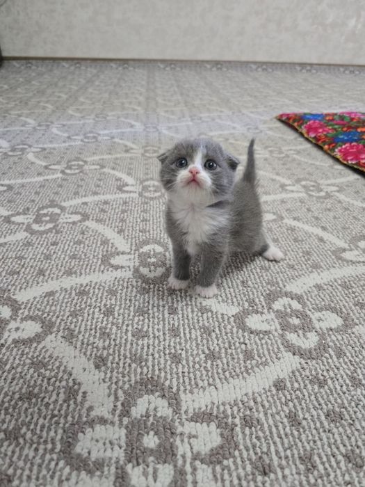 Срочно продаются котята