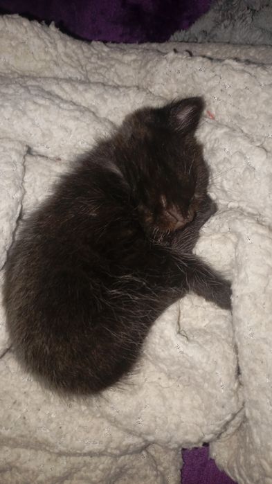 Одам котёнка  мальчик