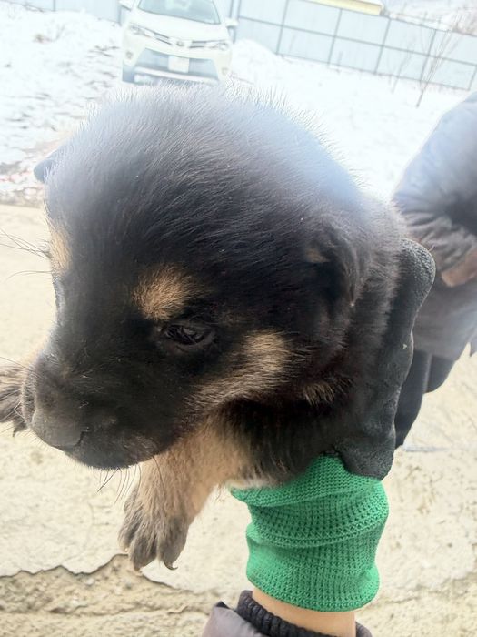 Отдам красивых щенков