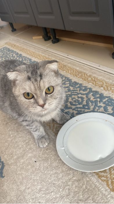 Котенок бесплатно