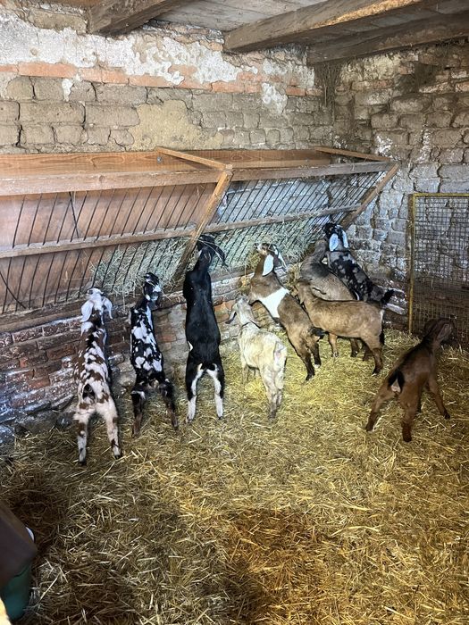 Iezi și ieduțe anglo nubiene