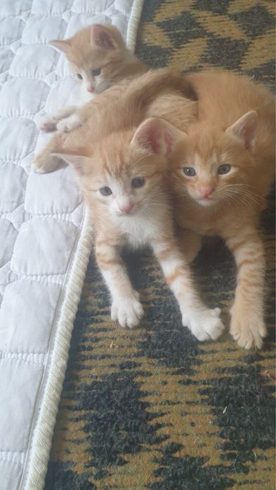 Домашный котенок