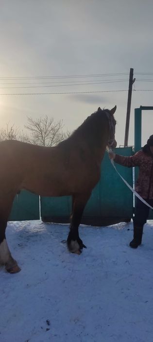 Продам племенной жеребец