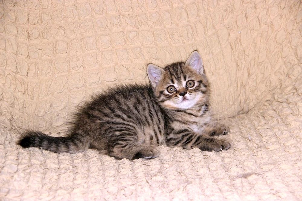 шотландские вислоухие котята