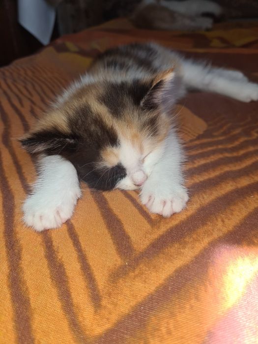 Отдам котят девочек