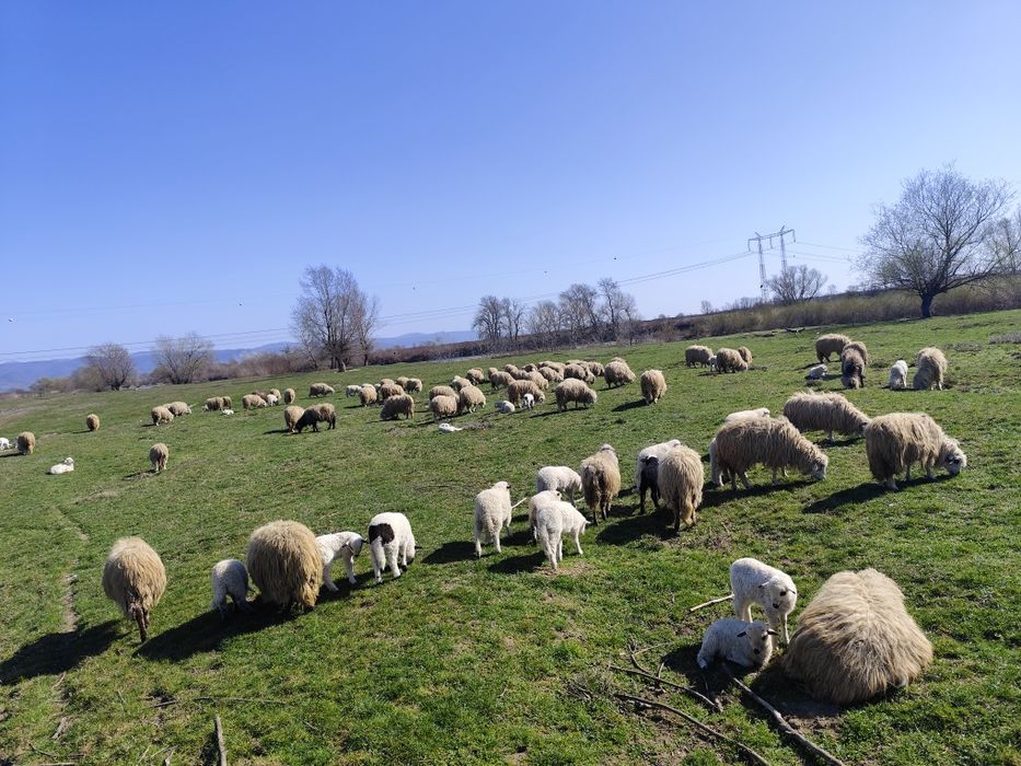Vând 60 de oi cu miei și gestante
