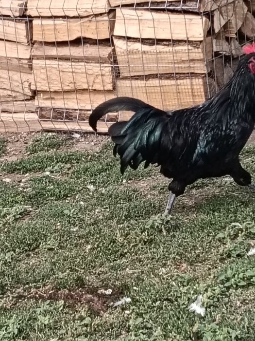 Cocoș australorp